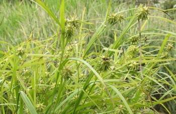 Thumbnail Carex grayi – Morgenstern-Segge