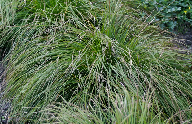 Bild von Carex montana – Berg-Segge