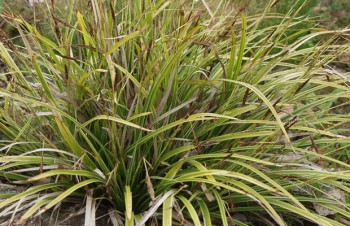 Thumbnail Carex morrowii ‚Aureovariegata‘ – Goldrand-Japansegge