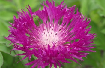 Thumbnail Centaurea dealbata ‚Steenbergii‘ – Rote Flockenblume