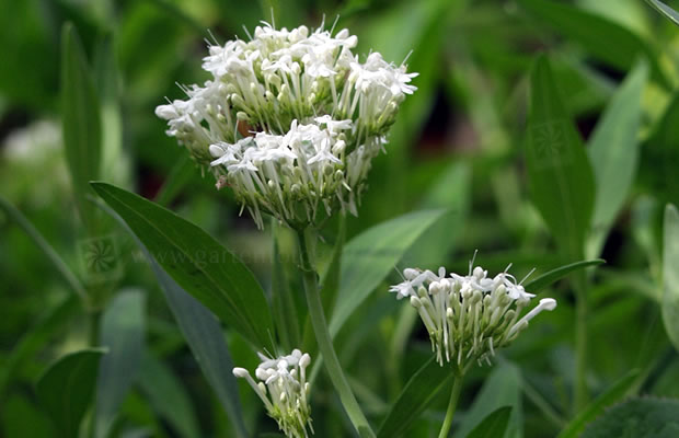 Bild von Centranthus ruber ‚Albus‘ – Weiße Spornblume, Spornblume
