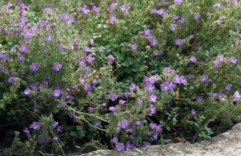 Thumbnail Chaenorhinum origanifolium ‚Blue Dreams‘ – Garten-Klaffmäulchen