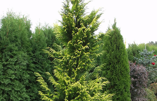 Bild von Chamaecyparis lawsoniana ‚Lane‘ – Lawsons Scheinzypresse, Oregonzeder