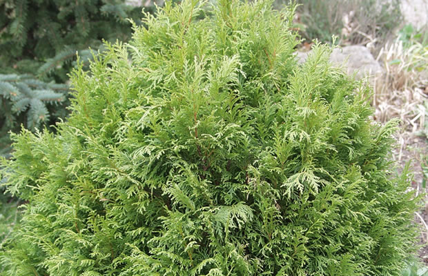 Bild von Chamaecyparis nootkatensis ‚Compacta‘ – Niedrige Alaskazypresse, Nootka-Scheinzypresse, Nutka-Scheinzypresse, Alaska-Zeder
