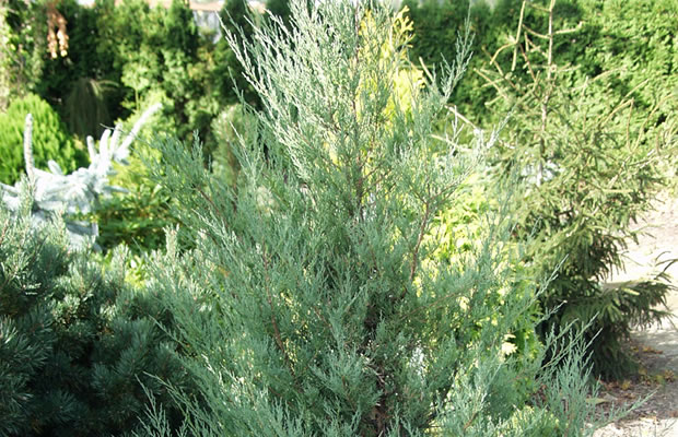 Bild von Chamaecyparis obtusa ‚Contorta‘ – Hinoki-Scheinzypresse, Hinoky-Scheinzypresse, Muschel-Zypresse