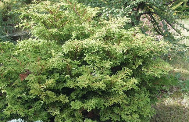 Bild von Chamaecyparis obtusa ‚Pygmaea‘ – Hinoki-Scheinzypresse, Hinoky-Scheinzypresse, Muschel-Zypresse