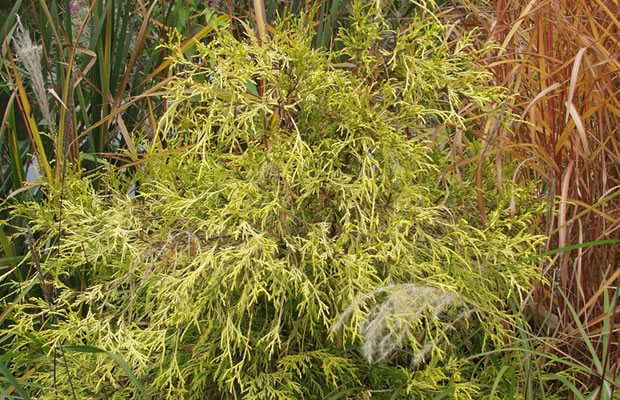 Bild von Chamaecyparis pisifera ‚Filifera Aurea Nana‘ – Sawara-Scheinzypresse, Faden-Scheinzypresse, Erbsenfrüchtige Scheinzypresse