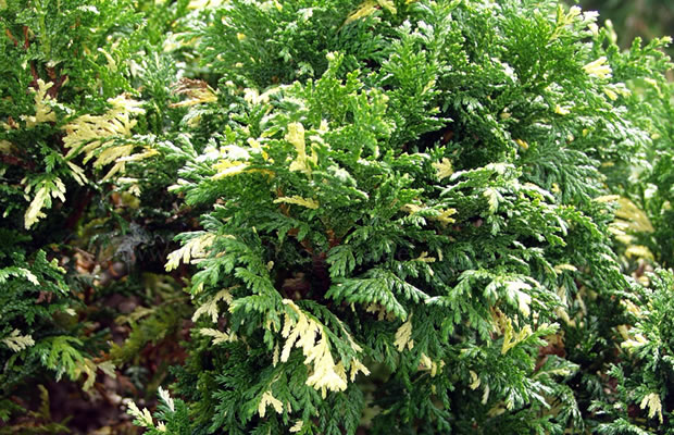 Bild von Chamaecyparis pisifera ‚Nana Variegata‘ – Sawara-Scheinzypresse, Faden-Scheinzypresse, Erbsenfrüchtige Scheinzypresse
