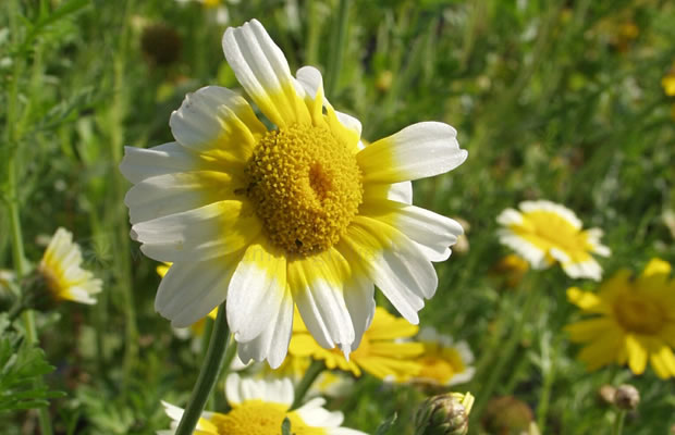 Bild von Glebionis coronaria – Kronen-Wucherblume, Speise-Chrysantheme, Salat-Chrysantheme, Garland-Chrysantheme, Shungi-ku, Chop Suey