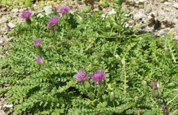 Thumbnail Cirsium acaule – Kratzdistel