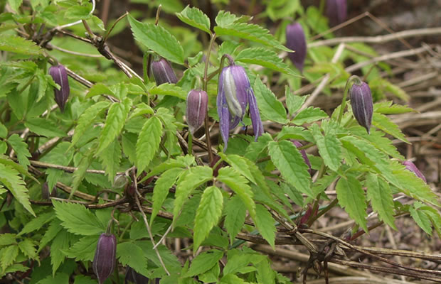 Bild von Clematis alpina – Alpen-Waldrebe