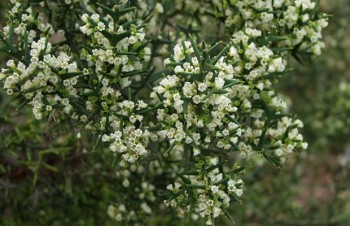 Thumbnail Colletia paradoxa – Ankerpflanze