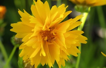 Thumbnail Coreopsis grandiflora ‚Early Sunrise‘ – Großblumiges Mädchenauge