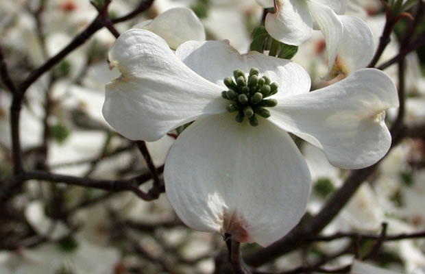 Bild von Cornus florida – Blumen-Hartriegel, Blüten-Hartriegel