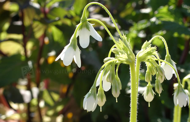 Bild von Cortusa matthioli ‚Alba‘ – Weißes Alpenglöckl, Heilglöckchen