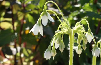Thumbnail Cortusa matthioli ‚Alba‘ – Weißes Alpenglöckl