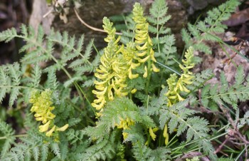 Thumbnail Corydalis cheilanthifolia – Farn-Lerchensporn