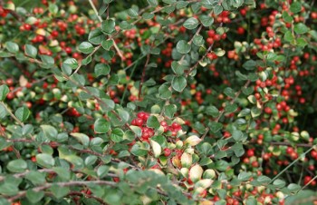 Thumbnail Cotoneaster splendens – Mispel