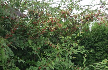 Thumbnail Cotoneaster x watereri – Englische Felsenmispel