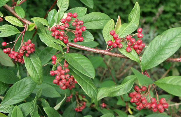 Bild von Cotoneaster x watereri ‚Graendkjer‘ – Felsenmispel