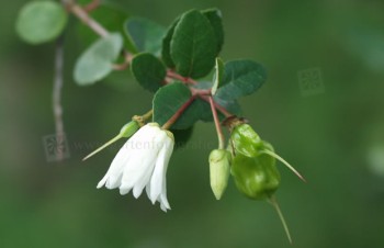 Thumbnail Crinodendron patagua – Maiglöckchenbaum