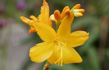 Thumbnail Crocosmia x crocosmiiflora ‚Norwich Canary‘ – Garten-Montbretie