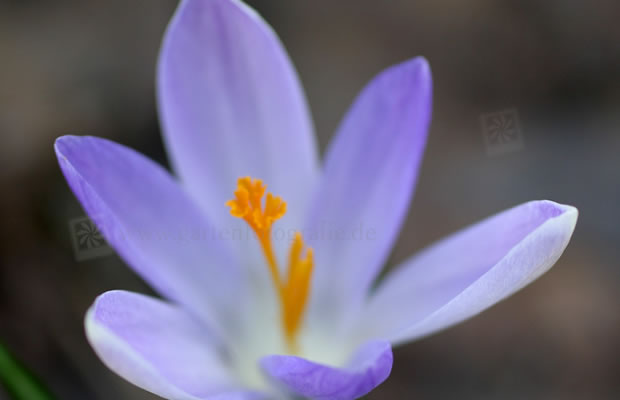 Bild von Crocus sativus – Safrankrokus, Safran