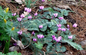Thumbnail Cyclamen coum – Frühlings-Alpenveilchen