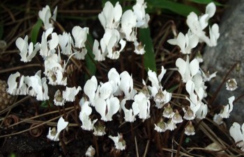 Thumbnail Cyclamen hederifolium ‚Album‘ – Efeublättriges Alpenveilchen