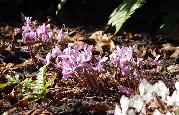 Bild von Cyclamen hederifolium – Efeublättriges Alpenveilchen, Neapolitaner Alpenveilchen, Saubrot, Herbst-Alpenveilchen