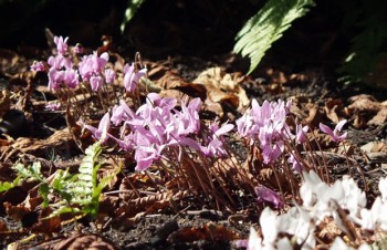 Thumbnail Cyclamen hederifolium – Efeublättriges Alpenveilchen