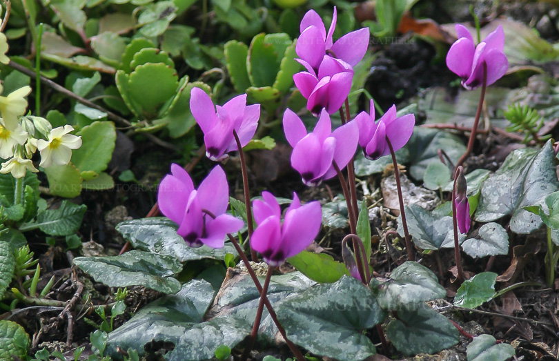 Bild von Cyclamen purpurascens – Europäisches Alpenveilchen, Wildes Alpenveilchen, Zyklame, Erdscheibe, Erdbrot