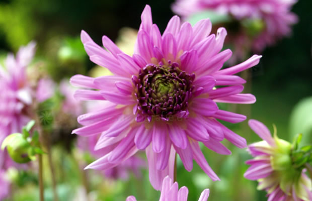 Bild von Dahlia ‚Elga‘ – Dahlie