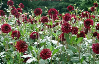 Thumbnail Dahlia ‚Karma Noami‘ – Dahlie