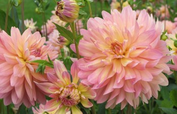 Thumbnail Dahlia ‚Nonette‘ – Dahlie