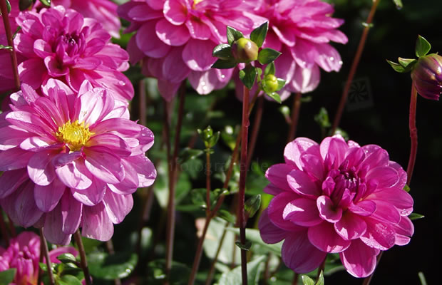 Bild von Dahlia ‚Onesta‘ – Dahlie