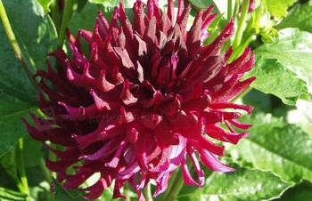 Thumbnail Dahlia ‚Präsident Grille‘ – Dahlie