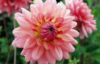 Thumbnail Dahlia ‚Sabine van Beijera‘ – Dahlie