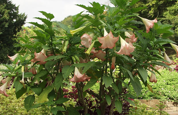 Bild von Brugmansia sanguinea – Trompetenblume
