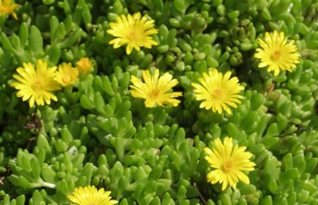 Thumbnail Delosperma liniare – Gelbe Stauden-Mittagsblume