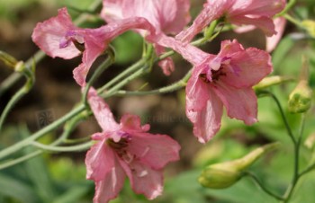 Thumbnail Delphinium x ruysii ‚Pink Sensation‘ – Ruys-Garten-Rittersporn