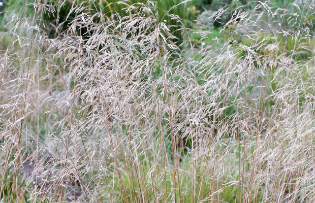 Bild von Deschampsia cespitosa – Rasen-Schmiele