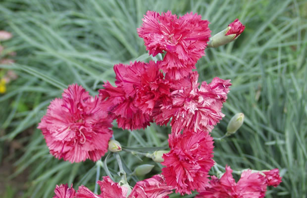 Bild von Dianthus caryophyllus ‚Floristan‘ – Landnelke, Gartennelke, Nelke