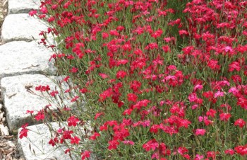 Thumbnail Dianthus deltoides ‚Brilliancy‘ – Heide-Nelke