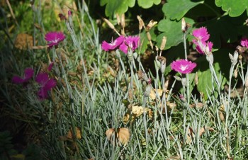 Thumbnail Dianthus gratianopolitanus ‚Feuerhexe‘ – Pfingstnelke