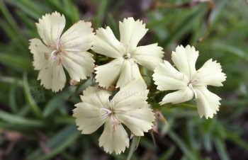 Thumbnail Dianthus knappii – Gelbe Balkan-Nelke