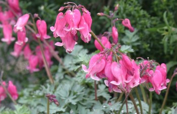 Thumbnail Dicentra ‚King Of Hearts‘ – Herzblume