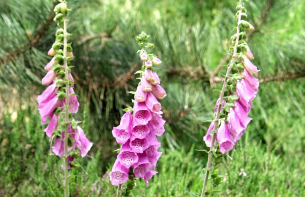 Bild von Digitalis purpurea – Garten-Fingerhut