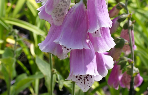 Bild von Digitalis purpurea ‚Rosea‘ – Garten-Fingerhut