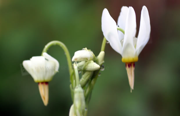 Bild von Dodecatheon meadia ‚Albiflorum‘ – Weißblühende Götterblume, Sternschnuppenblume